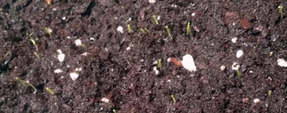 Chick-Fil-A DIY Upcycling Herb Garden Chick-Fil-A DIY Upcycling Herb Garden